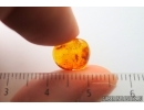 Moss and More. Fossil inclusions Baltic amber #14616
