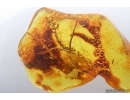 Nice Big 28mm Moss. Fossil inclusion in Baltic amber stone #14617