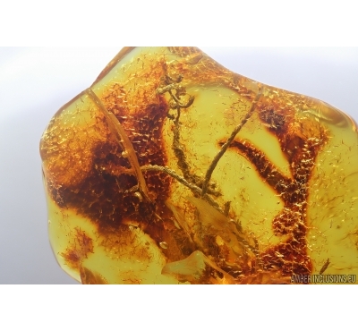Nice Big 28mm Moss. Fossil inclusion in Baltic amber stone #14617