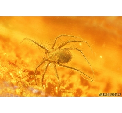 Nice Mite Anystoidea. Fossil insects in Baltic amber #14618