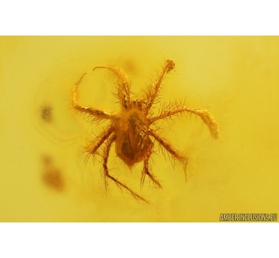 Nice Mite Anystoidea. Fossil insects in Baltic amber #14619