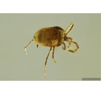 Nice Velvet Mite Trombidiidae. Fossil insect in Ukrainian Rovno amber stone #14620R