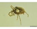 Nice Velvet Mite Trombidiidae. Fossil insect in Ukrainian Rovno amber stone #14620R