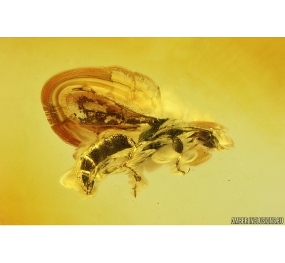 Flat Wasp Bethylidae. Fossil inclusion Baltic amber #14621