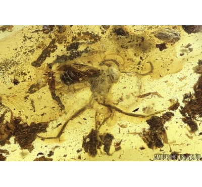 Ensign Wasp Evaniidae. Fossil insect in Ukrainian Rovno amber #14622R