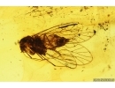 Psocid Psocoptera. Fossil insect Baltic amber #14626