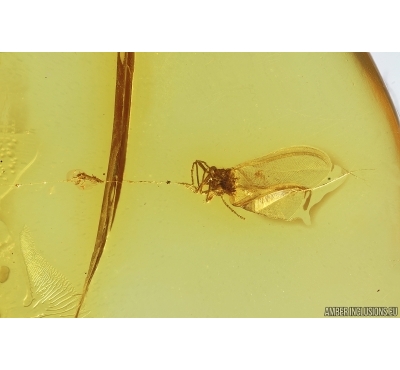 Coccid, Coccoidea in Spider Web. Fossil insect in Baltic amber #14627