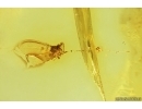 Coccid, Coccoidea in Spider Web. Fossil insect in Baltic amber #14627