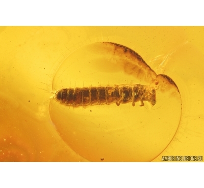 Nice Beetle Larva Coleoptera. Fossil inclusion Baltic amber #14628