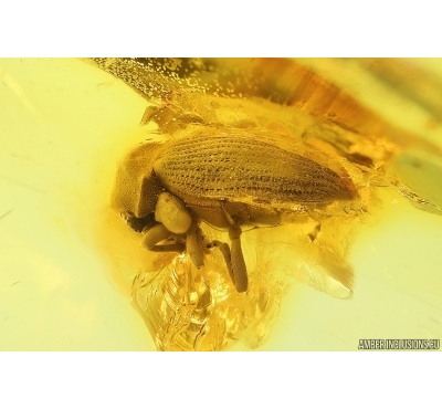 Spider Beetle Ptinidae and Springtail Collembola. Fossil insects in Baltic amber stone #14629
