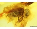 Spider Beetle Ptinidae and Springtail Collembola. Fossil insects in Baltic amber stone #14629