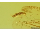 Spider Beetle Ptinidae and Springtail Collembola. Fossil insects in Baltic amber stone #14629