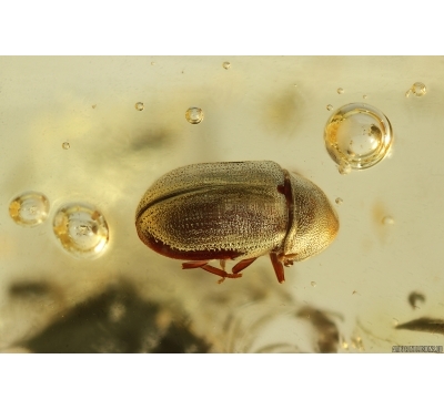 Nice Spider Beetle Ptinidae. Fossil insect in Baltic amber #14630