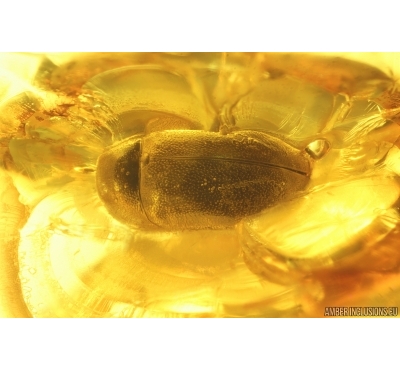 Nice Spider Beetle Ptinidae. Fossil insect in Baltic amber #14631