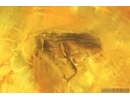Nice Spider Beetle Ptinidae. Fossil insect in Baltic amber #14631
