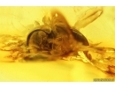 Nice Spider Beetle Ptinidae. Fossil insect in Baltic amber #14631