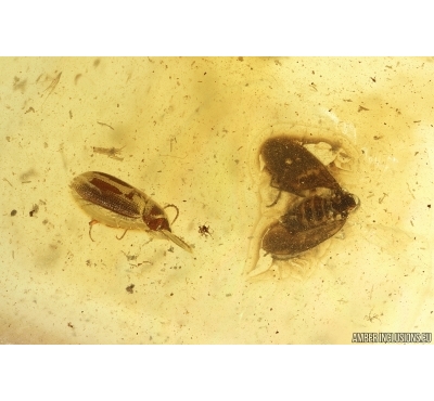 Hairy fungus beetle Mycetophagidae and Gnat.  Fossil inclusions Baltic amber Stone #14632