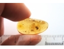 Hairy fungus beetle Mycetophagidae and Gnat.  Fossil inclusions Baltic amber Stone #14632