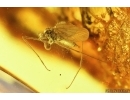 False Flower Beetle Scraptiidae, Mite Acari and Gnat. Fossil insects Baltic amber #14633