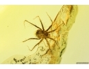 False Flower Beetle Scraptiidae, Mite Acari and Gnat. Fossil insects Baltic amber #14633