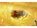False Flower Beetle Scraptiidae, Mite Acari and Gnat. Fossil insects Baltic amber #14633