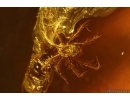 False Flower Beetle Scraptiidae, Mite Acari and Gnat. Fossil insects Baltic amber #14633