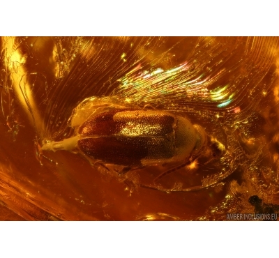 False Flower Beetle Scraptiidae, Mite Acari and Gnat. Fossil insects Baltic amber #14633