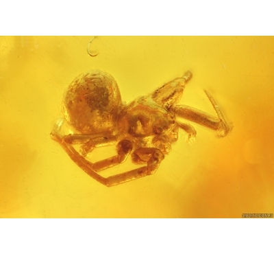 Spider Araneae. Fossil inclusion in Baltic amber #14635