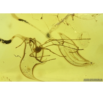 Harvestman Opiliones. Fossil inclusion in Baltic amber #14637