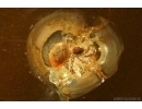 Spider Araneae. Fossil inclusion in Baltic amber #14638