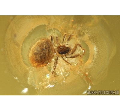 Spider Araneae. Fossil inclusion in Baltic amber #14638