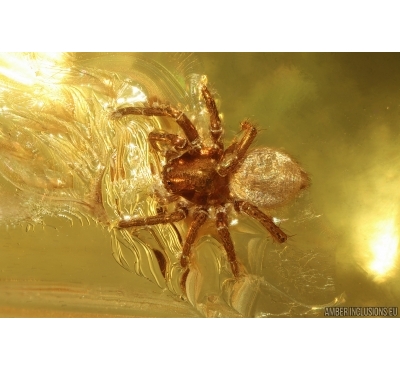 Spider Araneae. Fossil inclusion in Baltic amber #14639