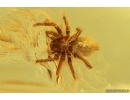 Spider Araneae. Fossil inclusion in Baltic amber #14639