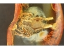 Nice Spider Araneae. Fossil inclusion in Baltic amber #14640