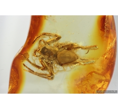 Nice Spider Araneae. Fossil inclusion in Baltic amber #14640