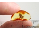 Nice Spider Araneae. Fossil inclusion in Baltic amber #14640