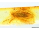 Moth Lepidoptera. Fossil inclusion Baltic amber stone #14641