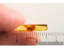 Moth Lepidoptera. Fossil inclusion Baltic amber stone #14641