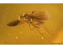 Nice Moth Lepidoptera and Long-legged fly Dolichopodidae. Fossil inclusions Baltic amber stone #14642