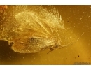 Nice Moth Lepidoptera and Long-legged fly Dolichopodidae. Fossil inclusions Baltic amber stone #14642