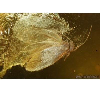 Nice Moth Lepidoptera and Long-legged fly Dolichopodidae. Fossil inclusions Baltic amber stone #14642