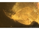 Nice Moth Lepidoptera and Long-legged fly Dolichopodidae. Fossil inclusions Baltic amber stone #14642