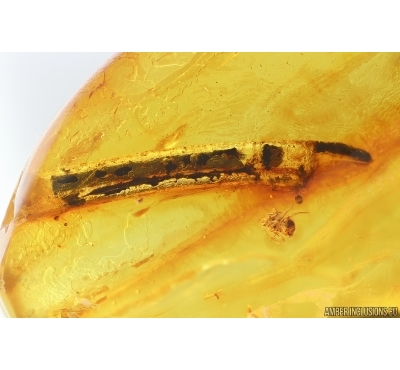 Leaf and Spider. Fossil inclusions in Baltic amber #14643