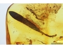 Nice 12mm Leaf. Fossil inclusion in Baltic amber stone #14644