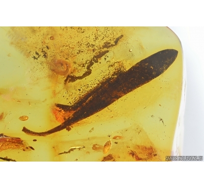 Nice 12mm Leaf. Fossil inclusion in Baltic amber stone #14644
