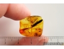 Nice 12mm Leaf. Fossil inclusion in Baltic amber stone #14644