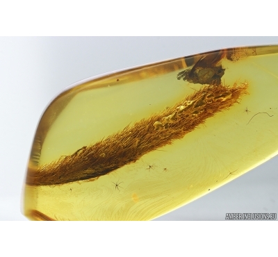 Nice Leaf. Fossil inclusion in Baltic amber stone #14645