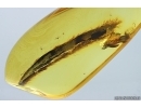 Nice Leaf. Fossil inclusion in Baltic amber stone #14645