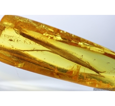 Nice 17mm Leaf. Fossil inclusion in Baltic amber stone #14646