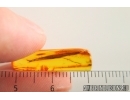 Nice 17mm Leaf. Fossil inclusion in Baltic amber stone #14646